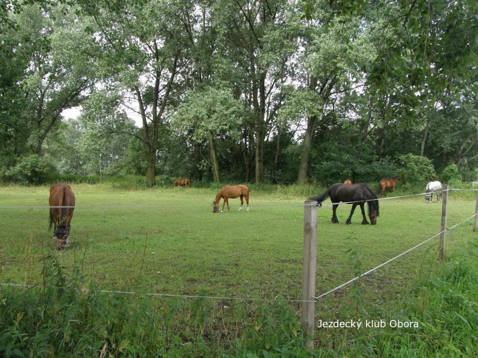 Homestay Poděbrady Esterno foto